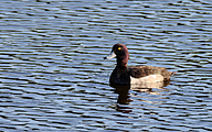 PM Tufted Duck (Aythya fuligula)